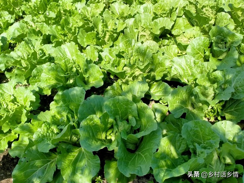 防治大白菜软腐病和烂根就用它，一次就见效，无公害又环保