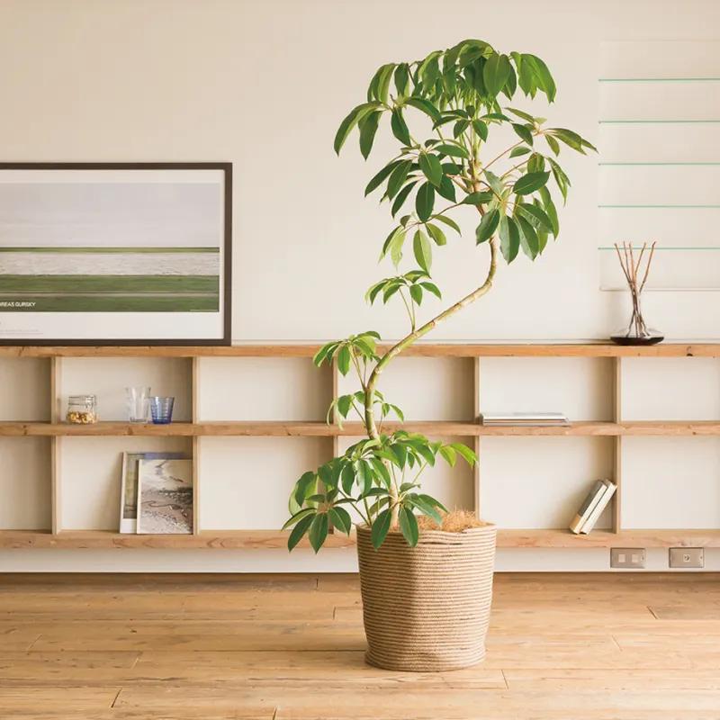 绿巨人盆栽能放在客厅,绿巨人室内大型盆栽