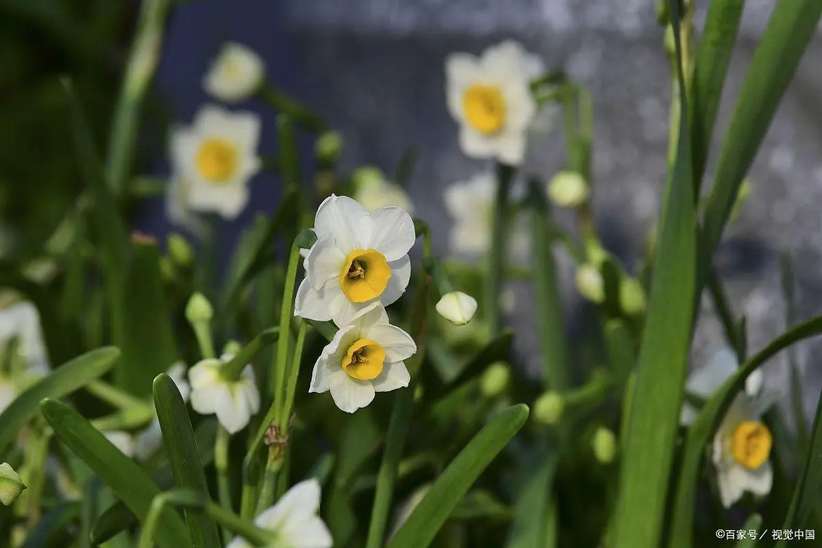 猫咪不能接触什么花草,对猫咪无害的花草