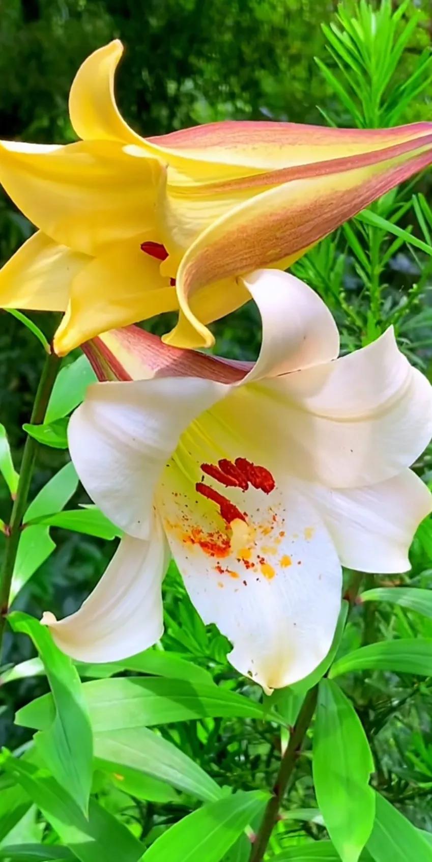 好养眼的花图片,让人惊艳的花草图片