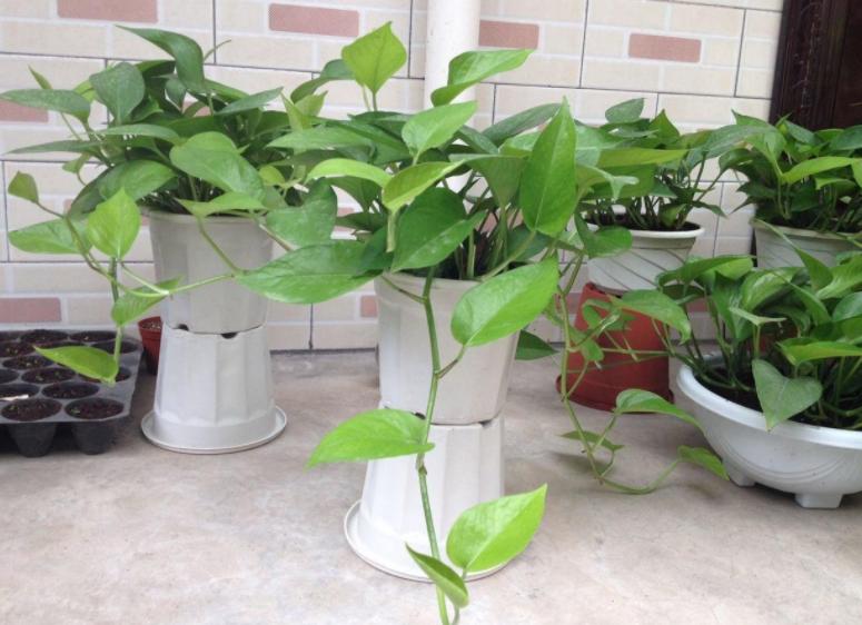 绿萝的养殖方法和注意事项详解,绿萝的养殖方法与注意事项图片