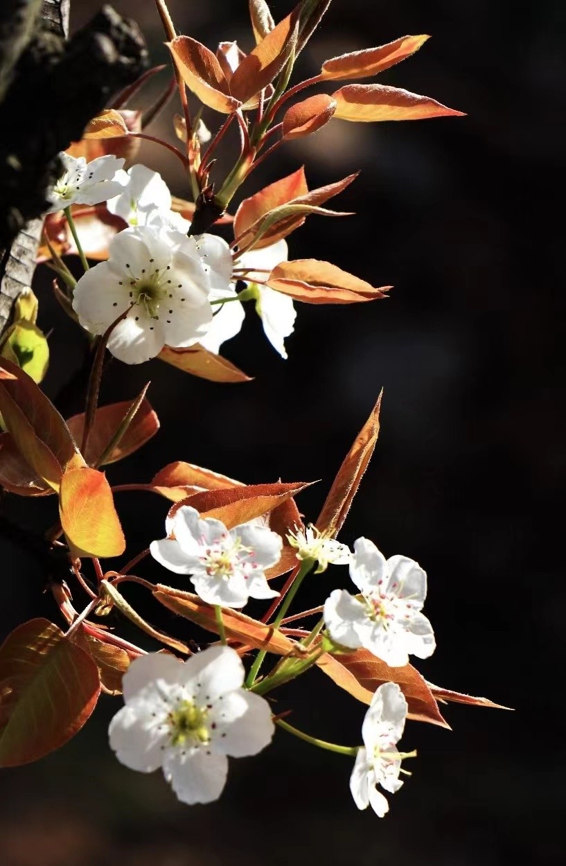 踏青寻找春季最美的时光,寻找最美春天春花烂漫正当时