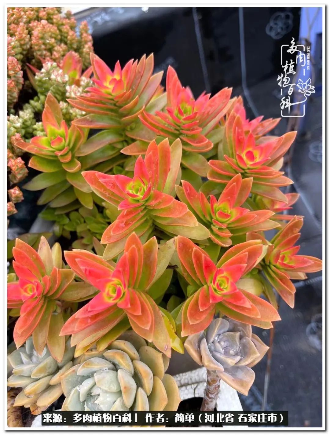 自从养了多肉以后视频,养多肉治愈生活中的疲惫和琐碎