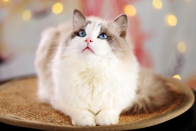 猫界的刘亦菲三花猫,三花猫界的刘亦菲