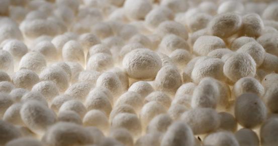 看十大蚕丝被品牌有哪些？蚕丝被品牌之间的差异化