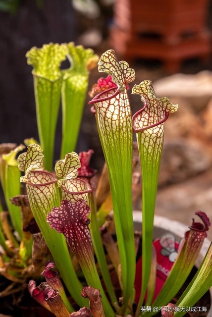 植物界里的庞大的食人花,各种食人花植物