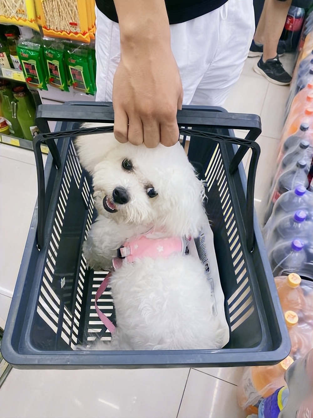 狗舍买到病狗不退,家里养的狗卖了有什么讲究