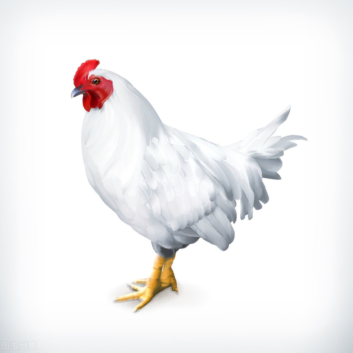 家禽病毒性关节炎治疗方法,家禽禽流感的主要症状及防控措施