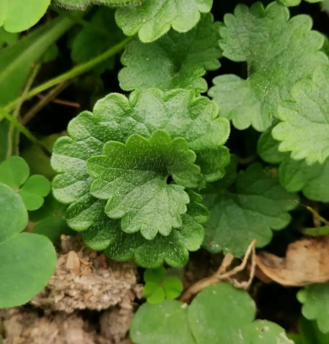 大活血丹全草图片,连钱草功能主治口诀