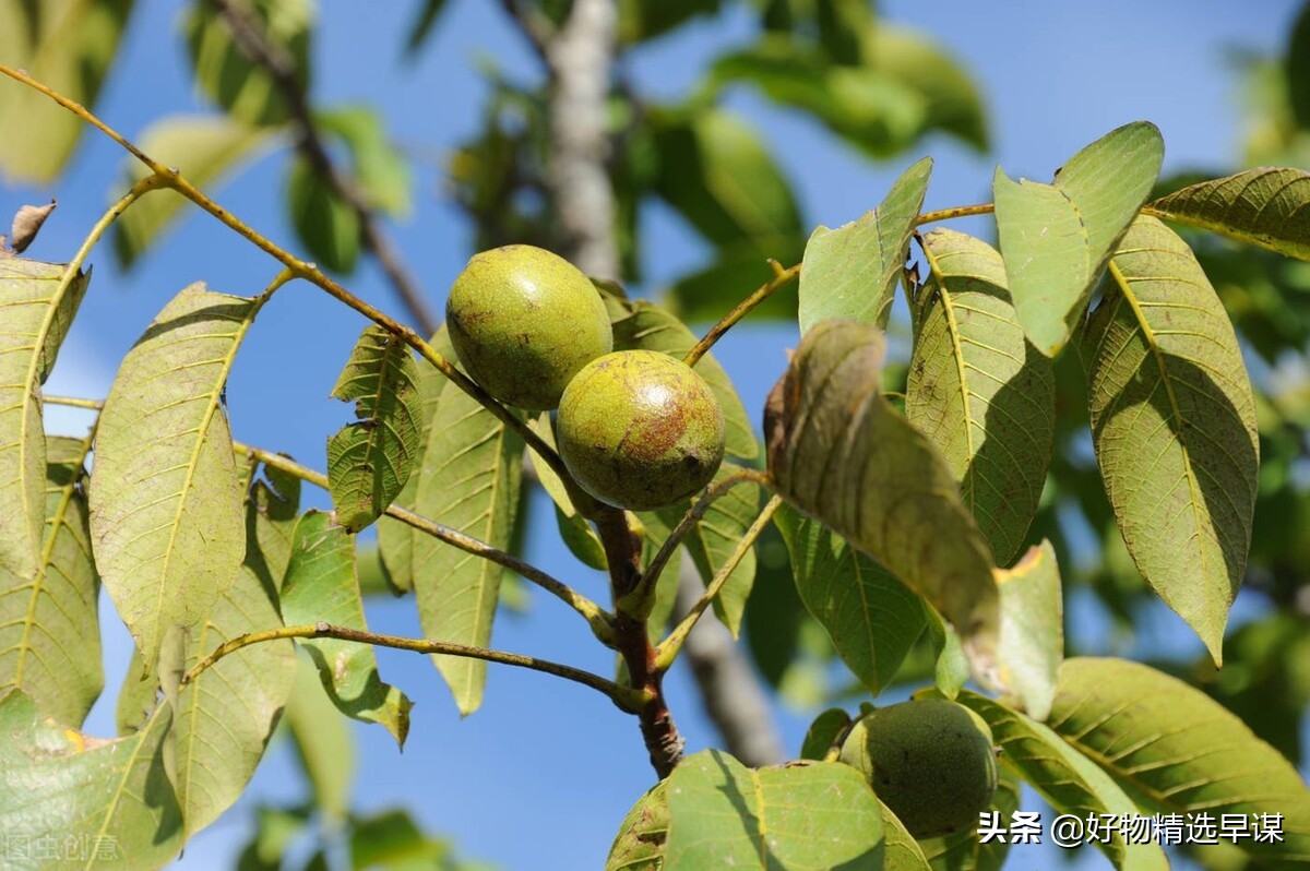 核桃树上的洋辣子虫怎么治,核桃树上的洋辣子如何防治
