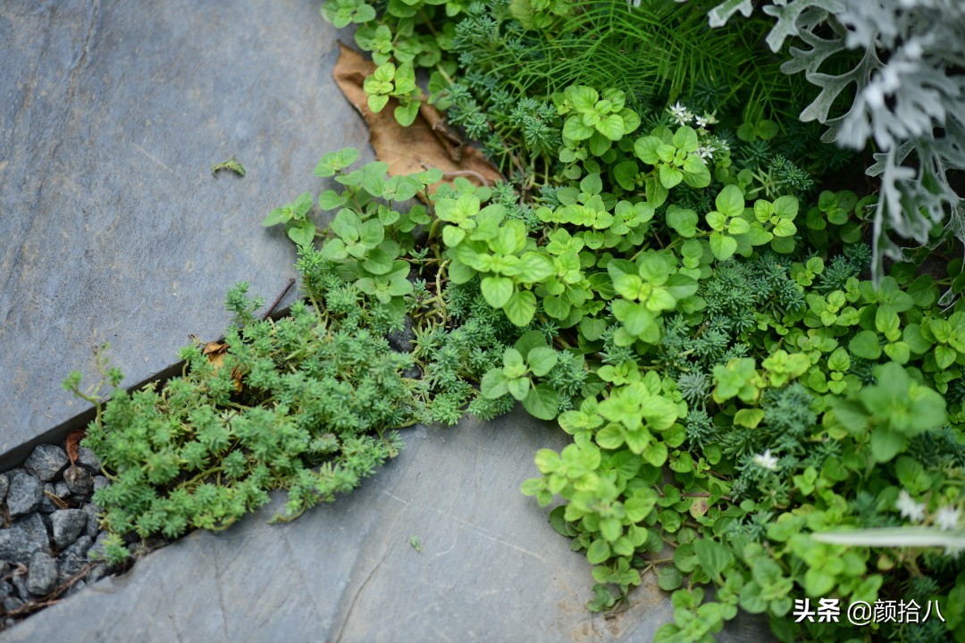 看到你的花园那么惨，我就安心了|园丁