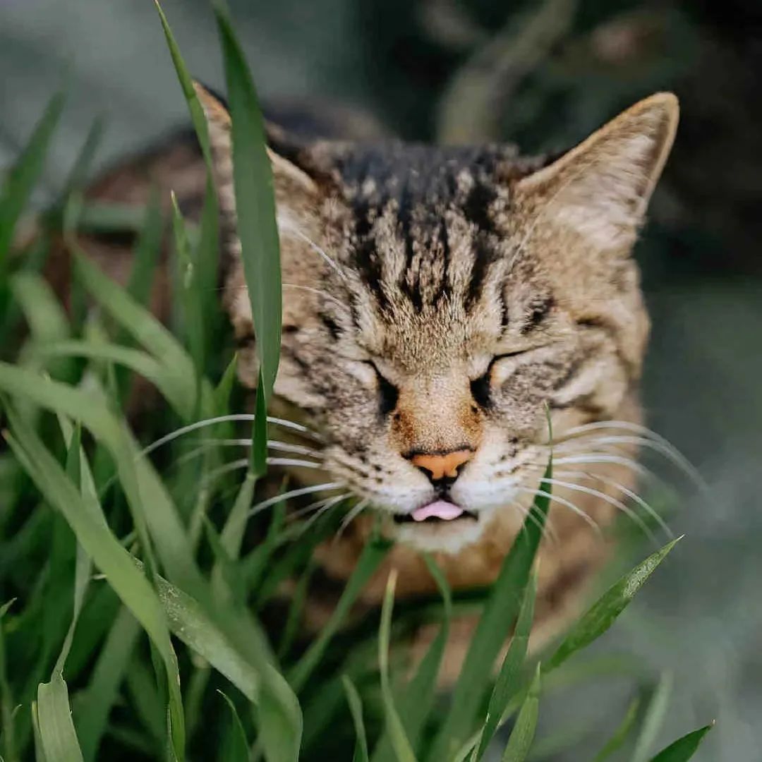 毛森森,观复猫毛森森