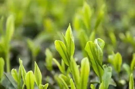 中国六大茶中最贵的茶,中国十大最贵的茶排名