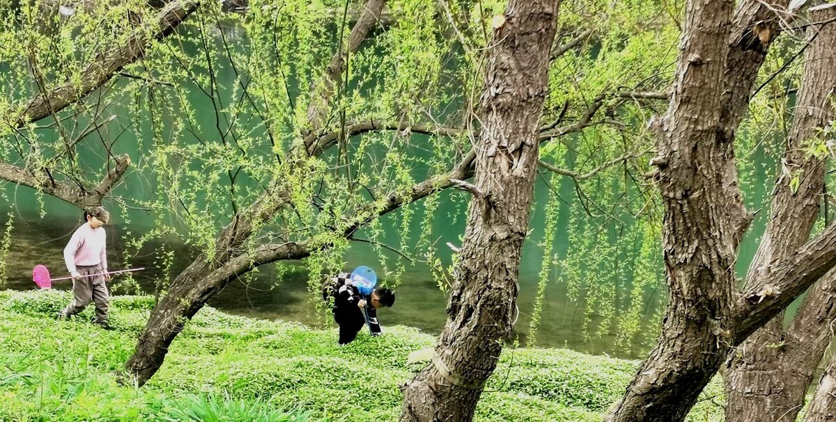 风吹杨柳万千条打一动物,风吹杨柳万千条解析