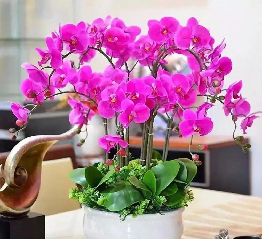 新手养蝴蝶兰技巧,新手养蝴蝶兰怎么养