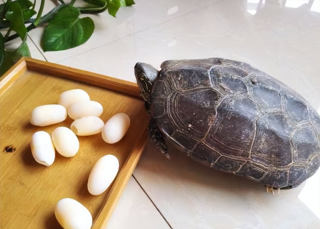 小伙靠养龟年度百万,男子靠三只病龟赚了6000万