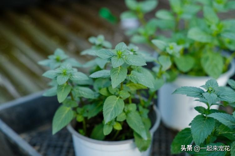 四季室内养什么花最好而且不死,适合家里养的5种花夜里释放氧气