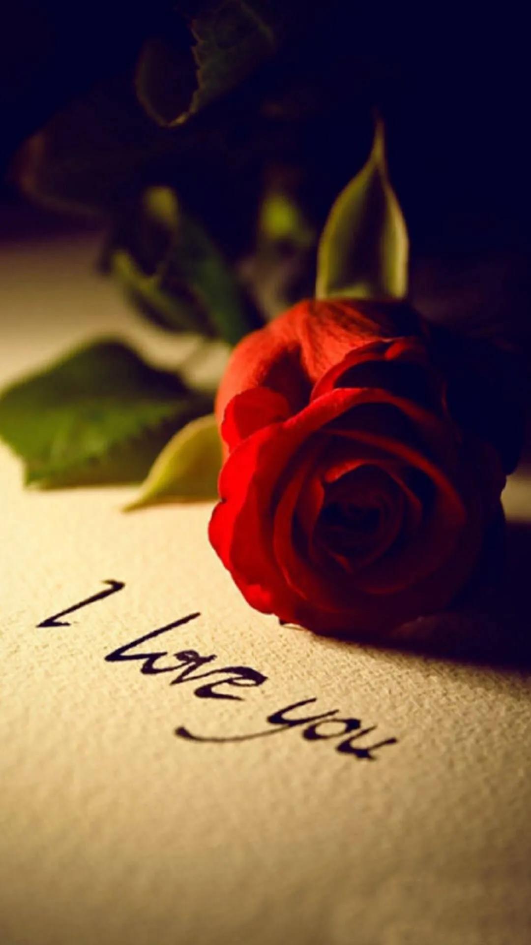 520浪漫玫瑰花壁纸,红玫瑰花壁纸大图