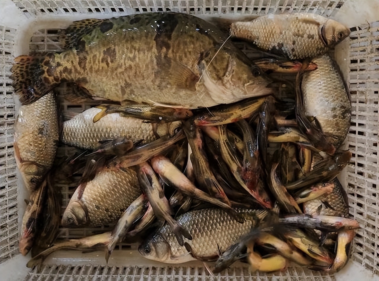 哈尔滨松北区潜力大么,松北区未来规划