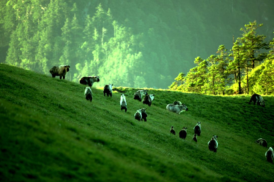 广元旅游景点免票,2020年广元哪些景区免门票