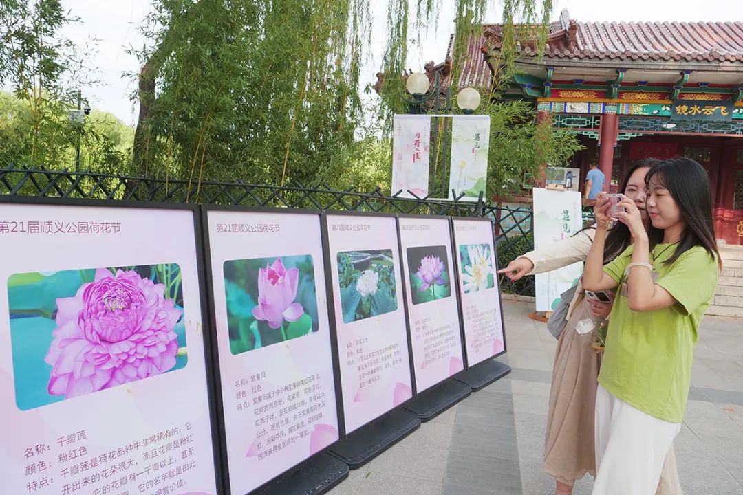 顺义公园荷花盛开,顺义这片30余亩荷花海惊艳盛放