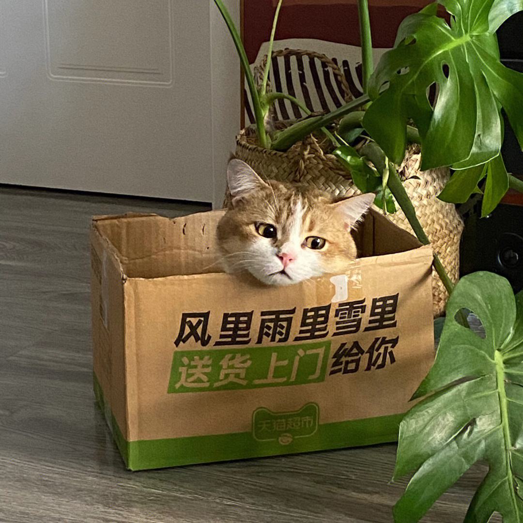 旺家猫的颜色,旺家猫的特征图片