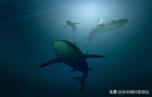 鲨鱼是怎样感知事物的,鲨鱼怎样感知食物