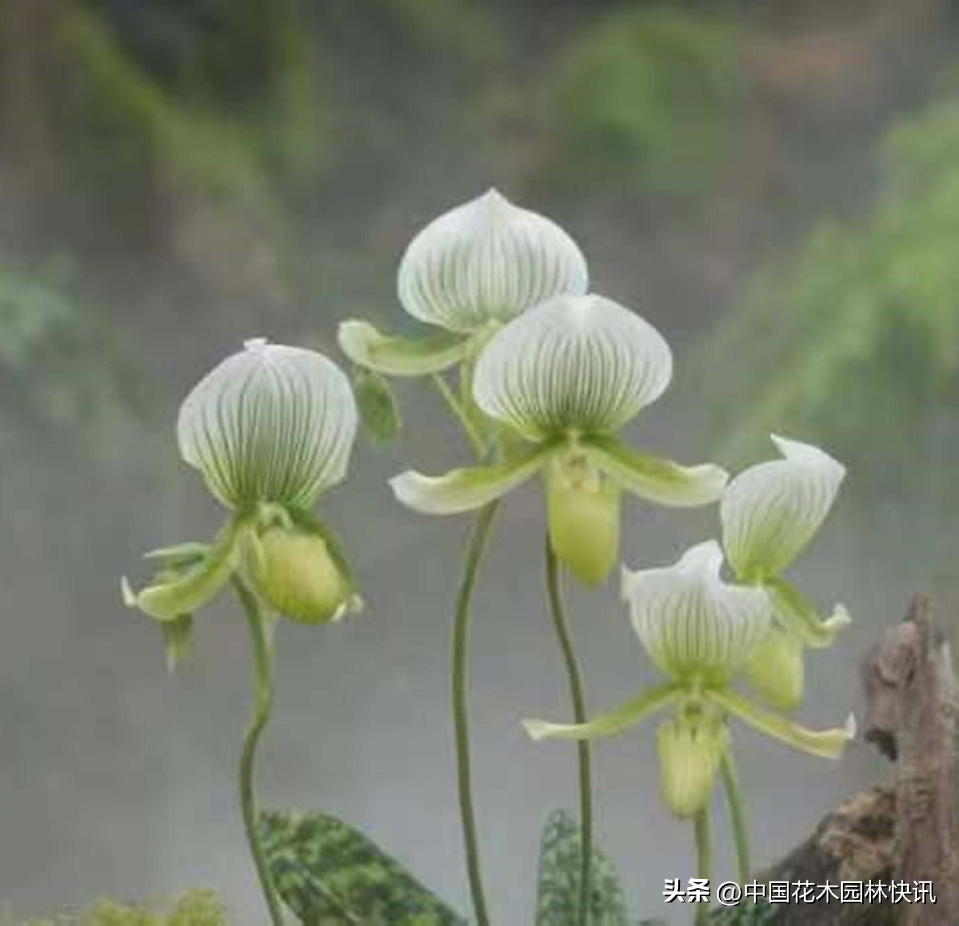 贵阳兰花展日期,11届中国兰花贵阳博览会