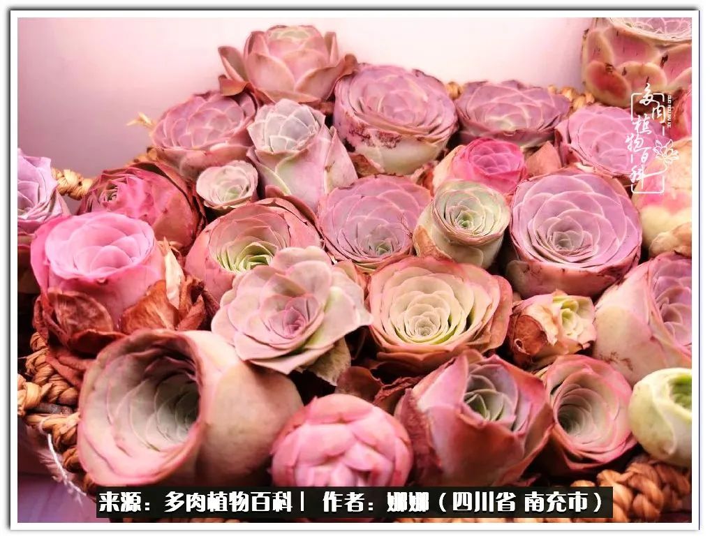 带刺的玫瑰阳台多肉,开花的玫瑰多肉