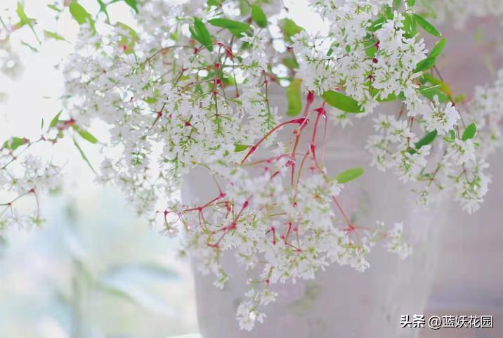 禾叶大戟花的管理,禾叶大戟种植技术