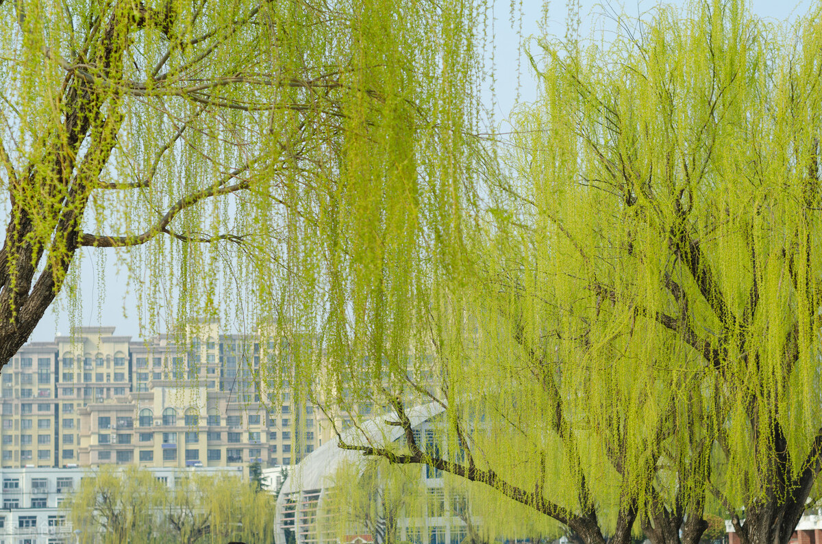 柳树诗句古诗大全,关于柳树的唯美古诗