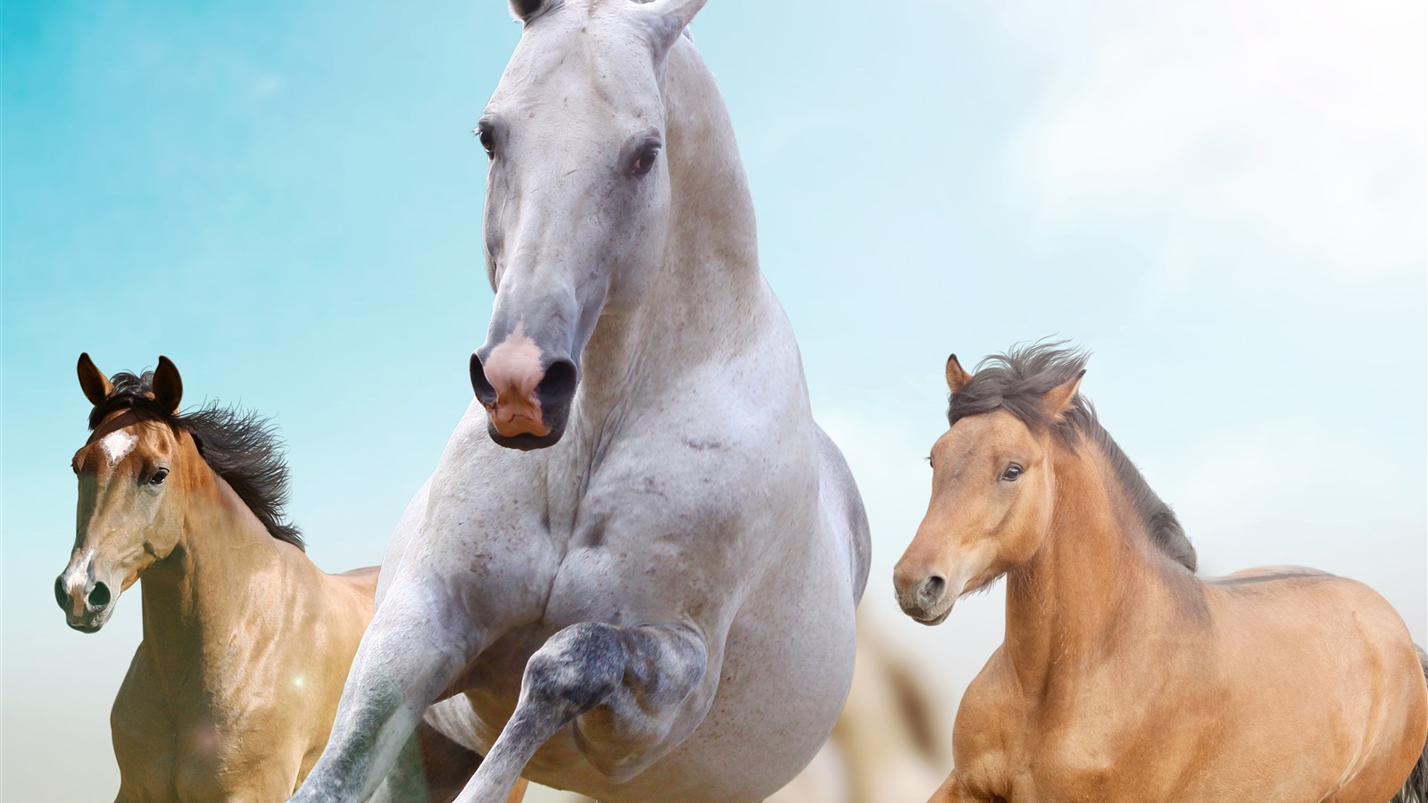 中国人保主营业务,动保行业篇