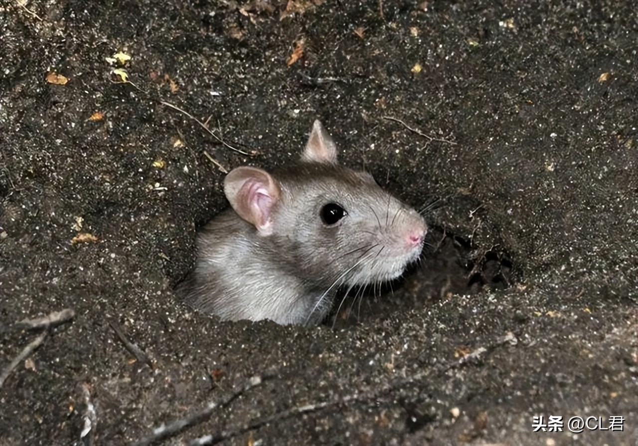 正月十三禁做五件事,正月初三做好四件事