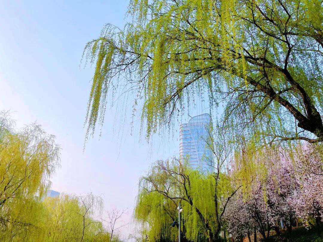 邂逅春天的浪漫！最有诗意的植物，为什么古代诗人都选柳树?
