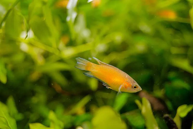 最好养的观赏鱼冷水鱼有哪些中型,冷水鱼有哪些观赏鱼比较好看