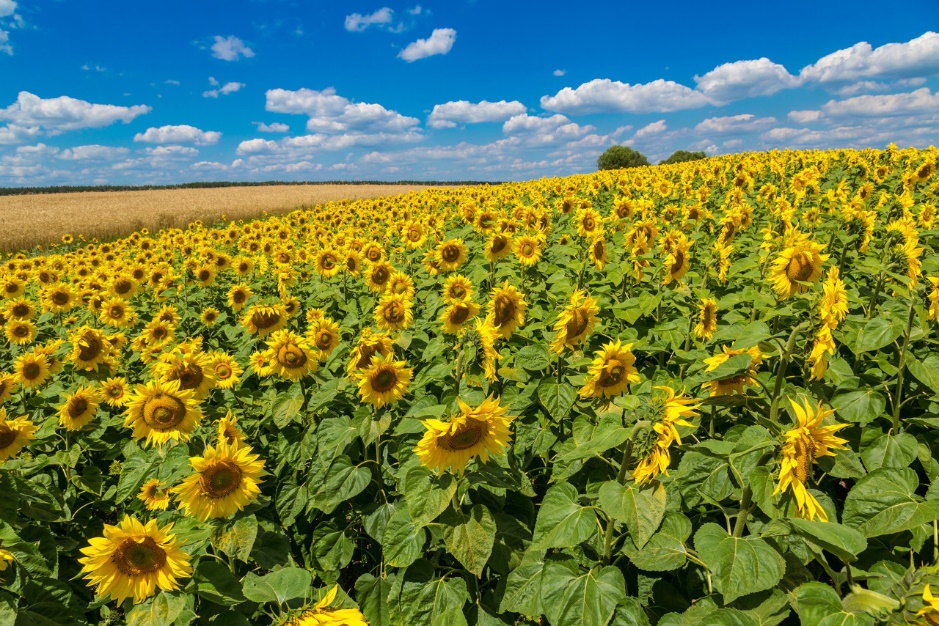 俄乌打仗不怕热吗,俄罗斯和乌克兰打仗士兵伙食