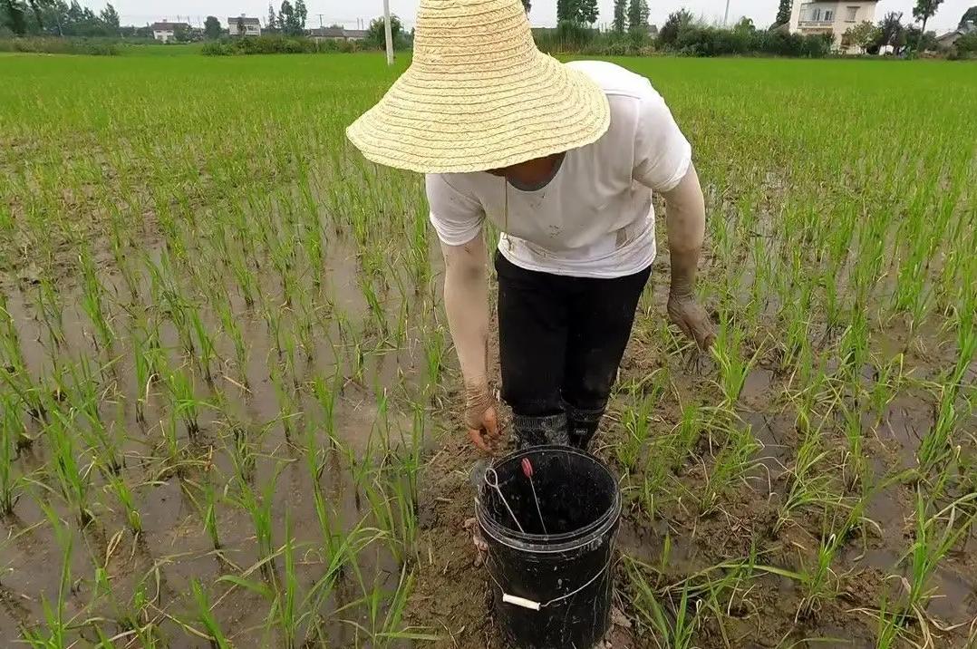 原始森林里面的蚂蟥有天敌吗,蚂蟥有什么天敌