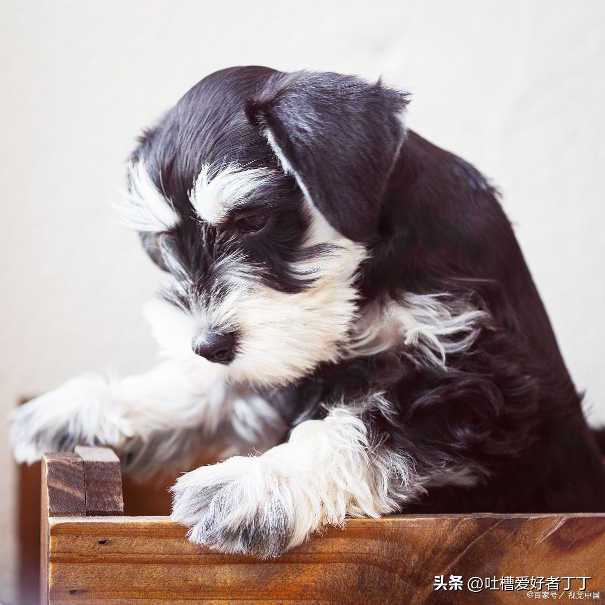 小型宠物狗品种大全,白色宠物狗小型品种