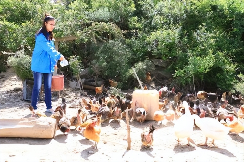 女子创业养鸡一年收入4000万,农村小伙赚1000万就靠在家养鸡