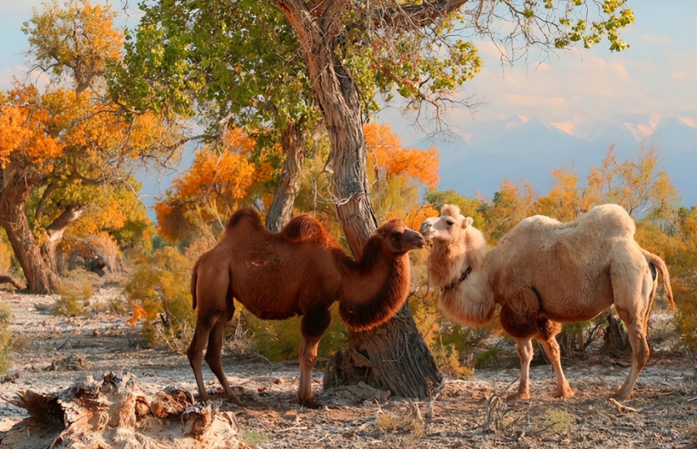 疫情下的人间最美四月天,疫情之下的春天依然美丽