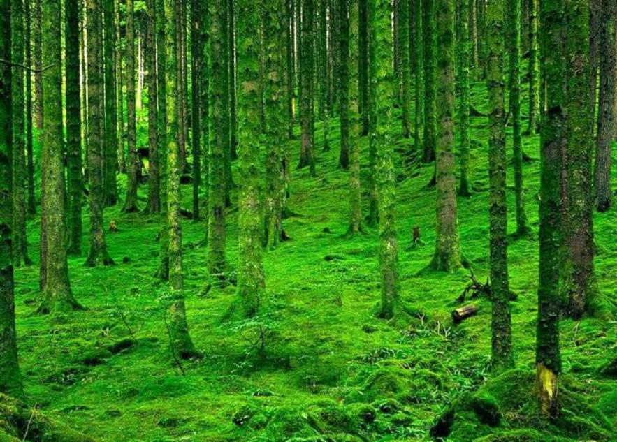 葛根在美国有多厉害,美国花50亿清理葛根