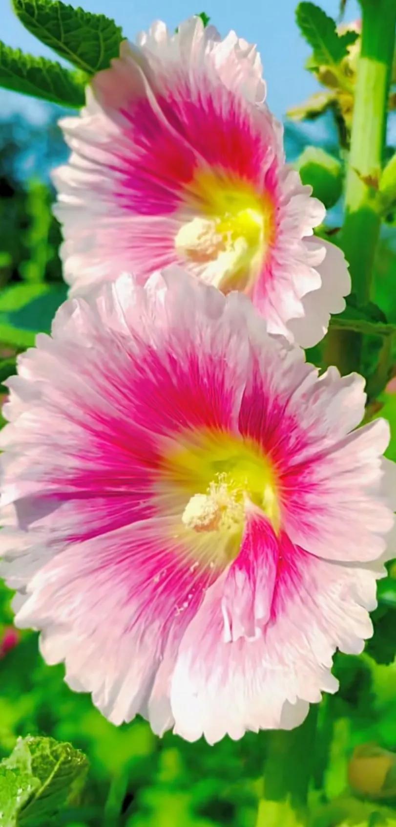 蜀葵花唯美大图片,世上最美的蜀葵花图片图文