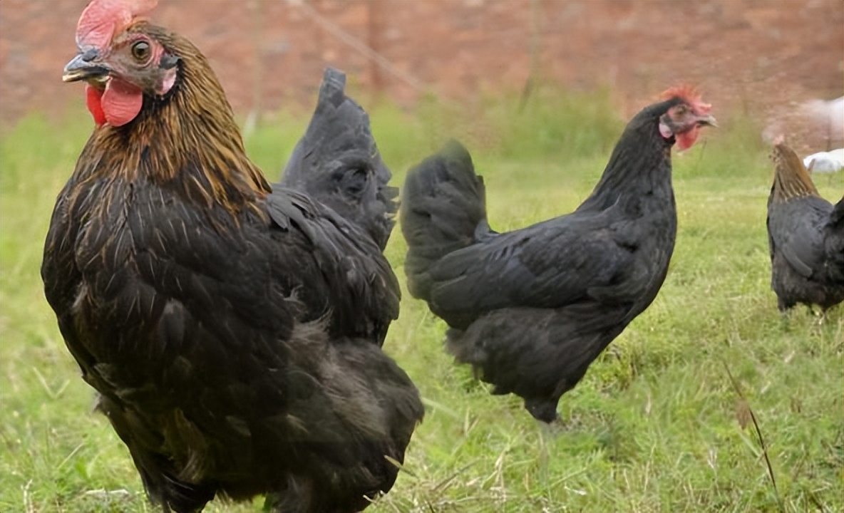 鸡长时间不喝水会怎样,鸡增加采食量最快的方法
