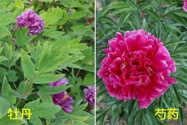 错把芍药当牡丹，亦有诗情美翻天