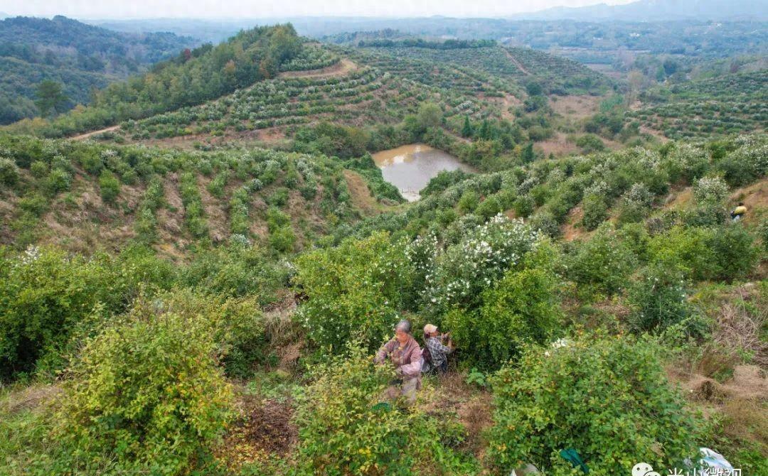 美丽的光山美景,光山县万亩油茶