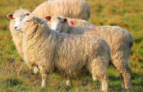 农村小伙养羊新模式年挣2亿元,河南大哥养羊赚了8000万