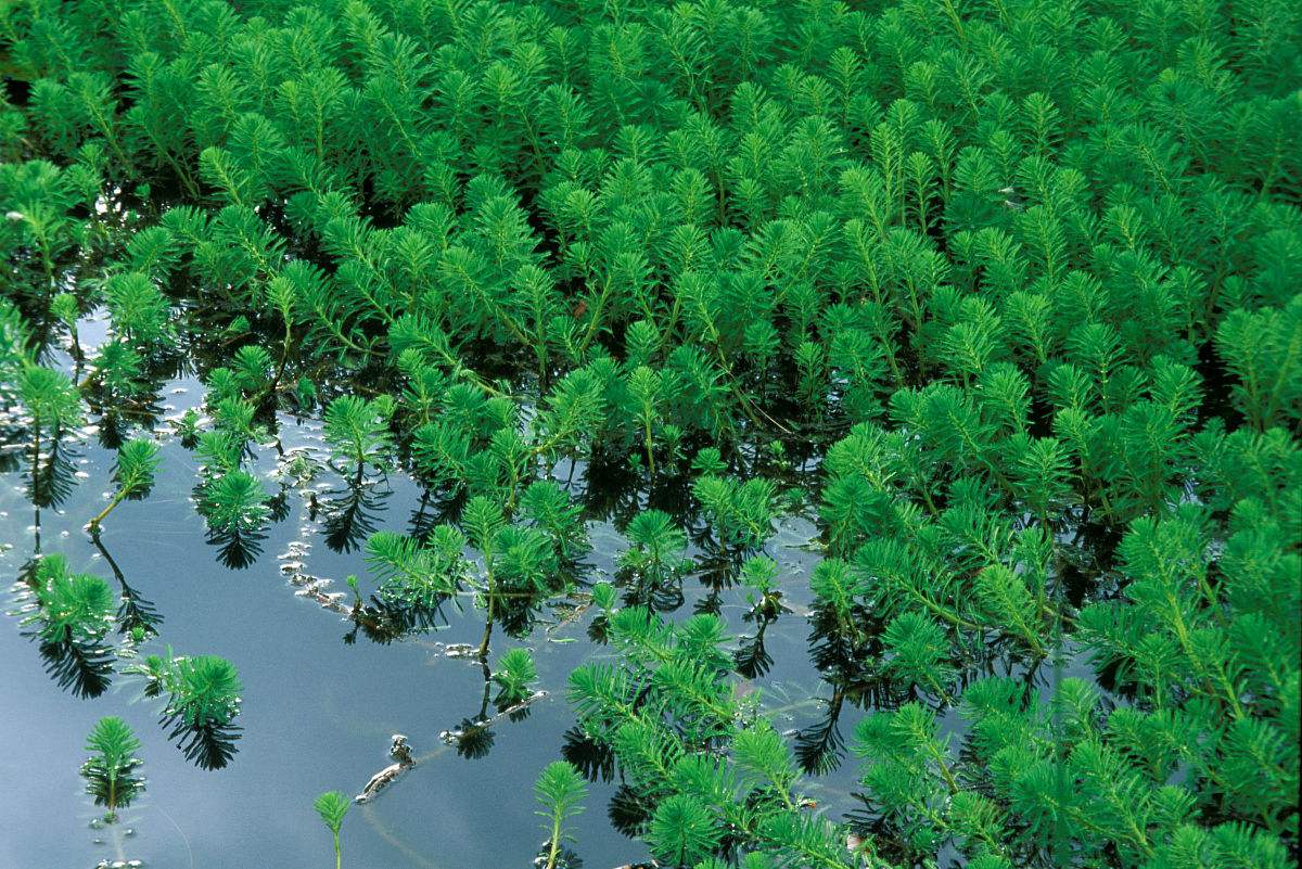 全球最大生命体活了近8000岁,世界上最大的生命体