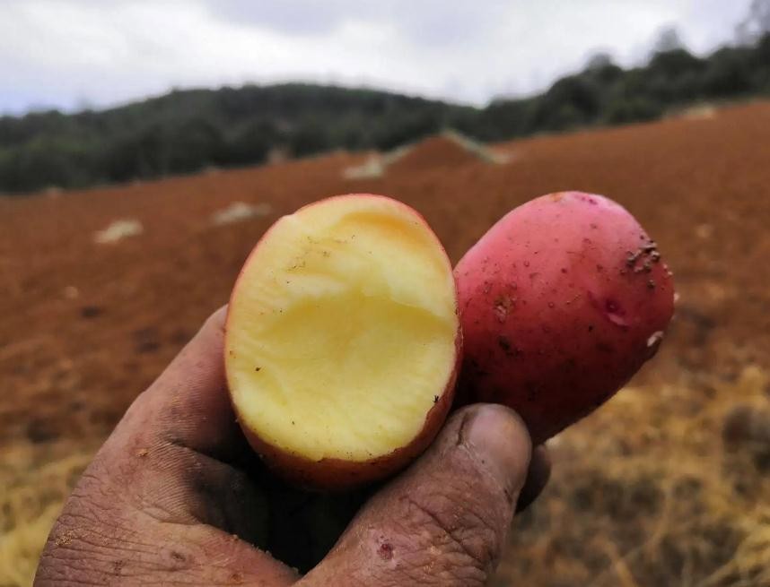 家乡的土豆真好吃,哪个地方的土豆最好吃最有营养