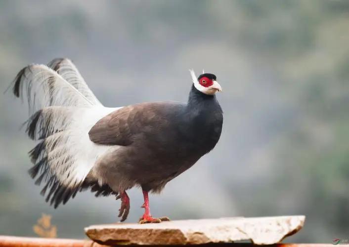 陕西农村出现巨型怪鸟,巨型鸡长500斤