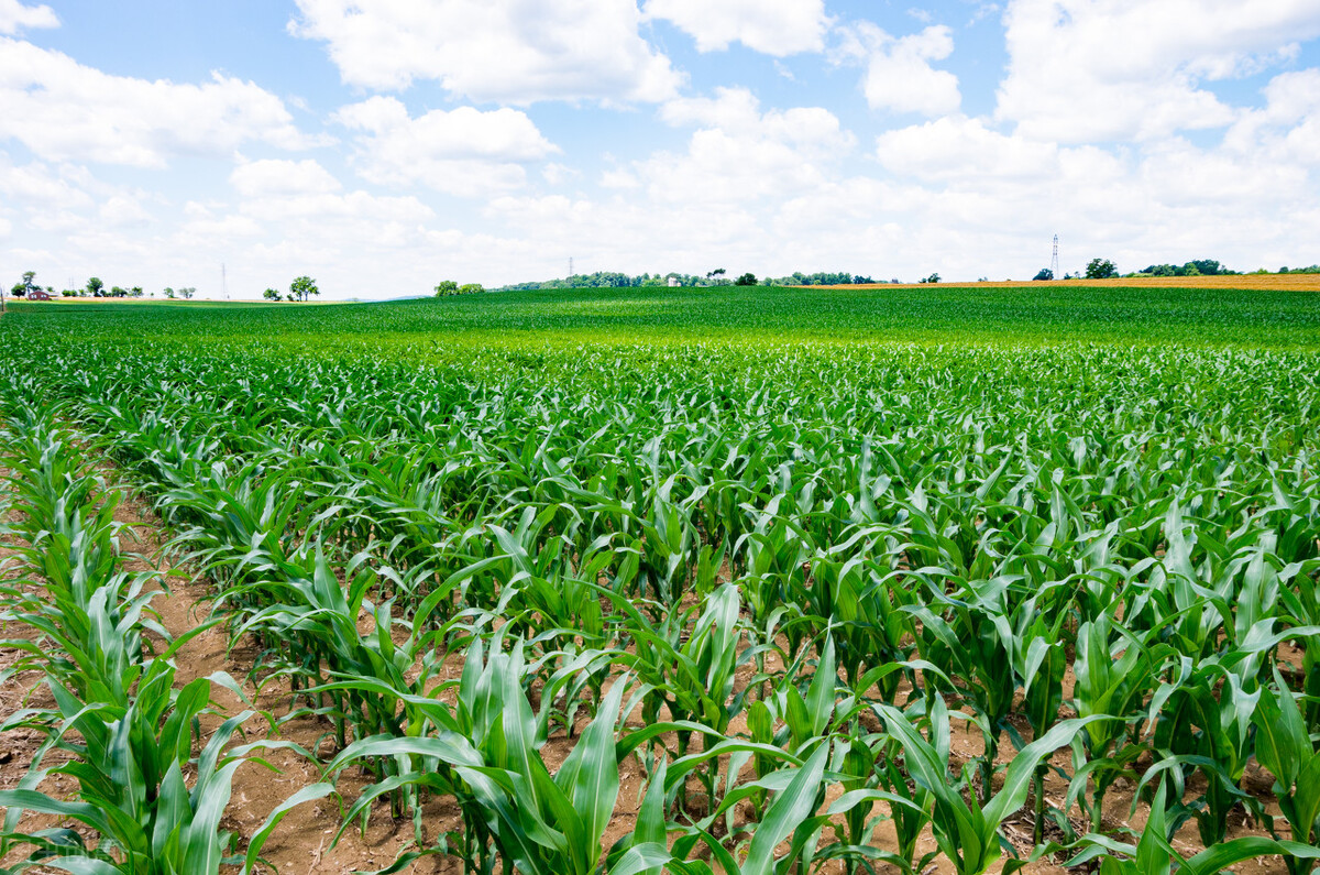 初中毕业的庄稼汉，成为十几亿资产公司的董事长，还是觉得大葱蘸酱最好吃